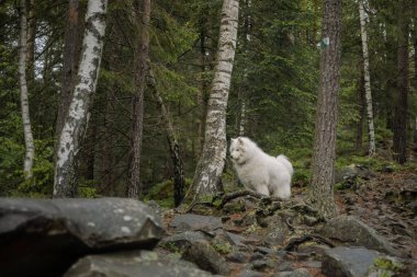 Ormanda Samoyed Dog. Yürüyüş köpeği. Karpat Dağları