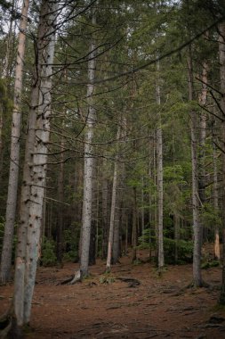 Bir dağın yamaçlarındaki çam ormanı. Karpatlar, Ukrayna, Avrupa. Güzellik dünyası.