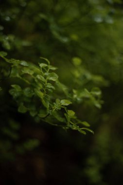 Yazın yakın planında olgunlaşmış bir çilek çalısı