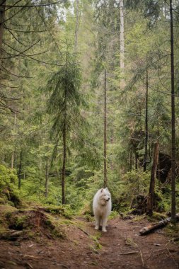 Ormanda Samoyed Dog. Yürüyüş köpeği. Karpat Dağları