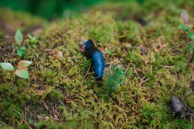 Bielzia zorbaları, yaygın olarak bilinen adıyla Karpat mavi sümüklüböceği ya da sadece mavi sümüklü böcek.