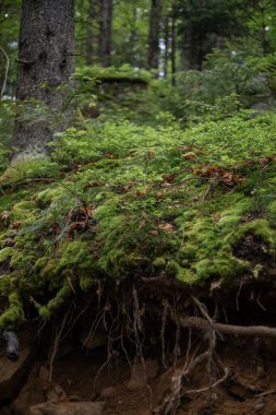 Bir dağın yamaçlarındaki çam ormanı. Karpatlar, Ukrayna, Avrupa. Güzellik dünyası.
