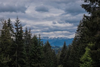 Dağlar manzara, manzara. Baharda Ukrayna 'daki Karpat Dağları. Hoverla