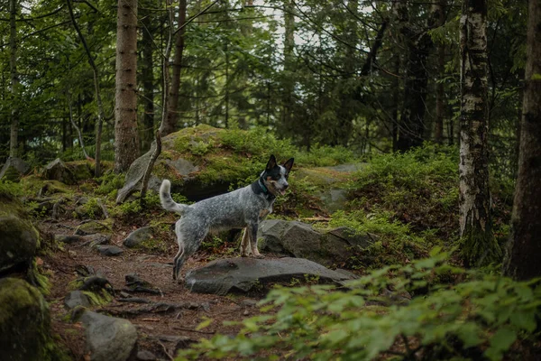 Australische Runderhond Het Bos Een Wandelende Hond Blauwe Heeler Hondenras — Stockfoto