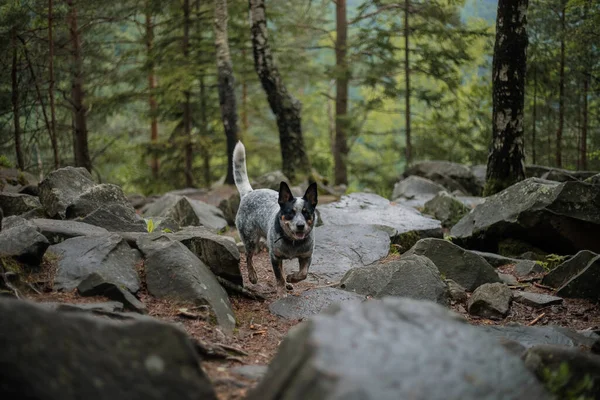 Australian cattle dog in the forest. Hiking dog. Blue heeler dog breed. Carpathian mountains