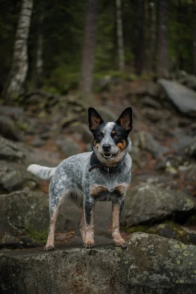 Chien Bétail Australien Dans Forêt Chien Randonnée Race Chien Heeler — Photo