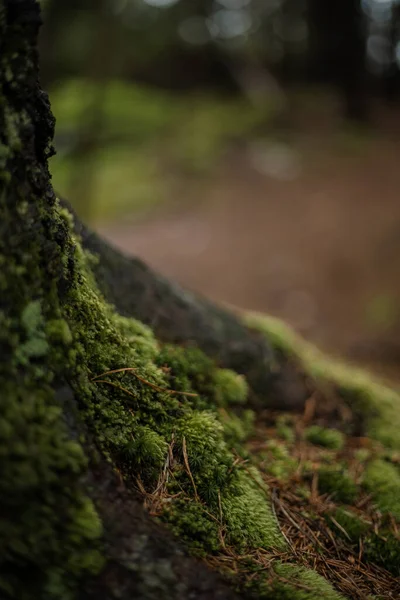 Ormanda Yosun Yeşil Yosunlu Rahatlama Dokusu Tahta Orman — Stok fotoğraf