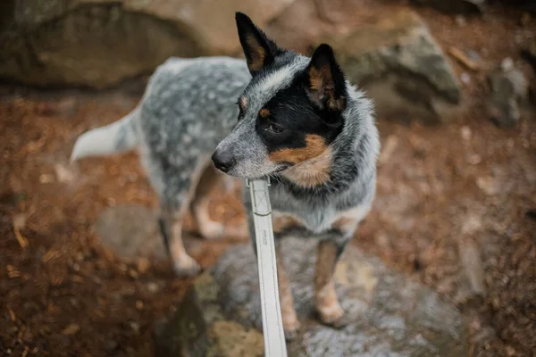 Cão Gado Australiano Floresta Cão Passeio Raça Cão Salto Azul — Fotografia de Stock