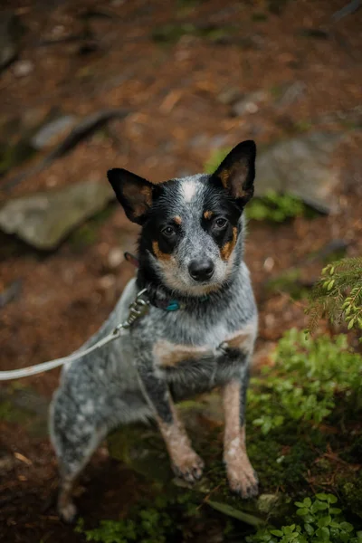 Australian cattle dog in the forest. Hiking dog. Blue heeler dog breed. Carpathian mountains
