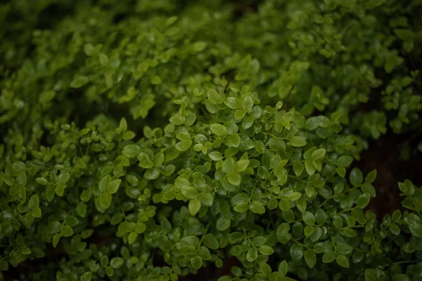 Bush Mogen Blåbär Sommar Närbild — Stockfoto