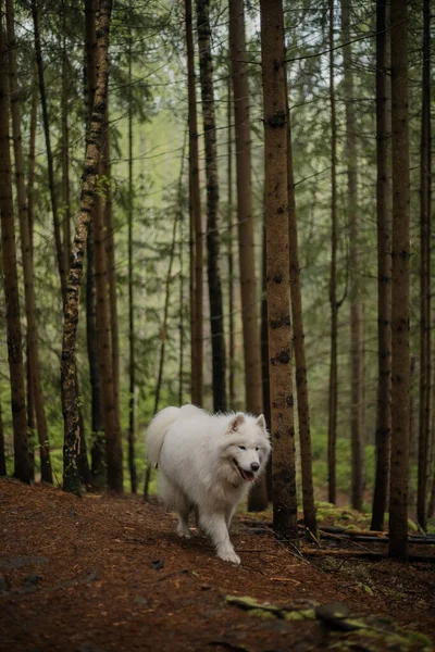 Perro Samoyedo Bosque Perro Excursionista Montañas Cárpatas — Foto de Stock