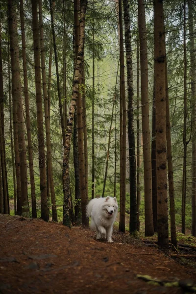 Cão Samoyed Floresta Cão Passeio Montanhas Cárpatas — Fotografia de Stock