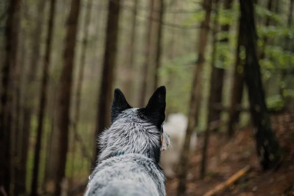 Perro Ganado Australiano Bosque Perro Excursionista Raza Perros Tacón Azul —  Fotos de Stock