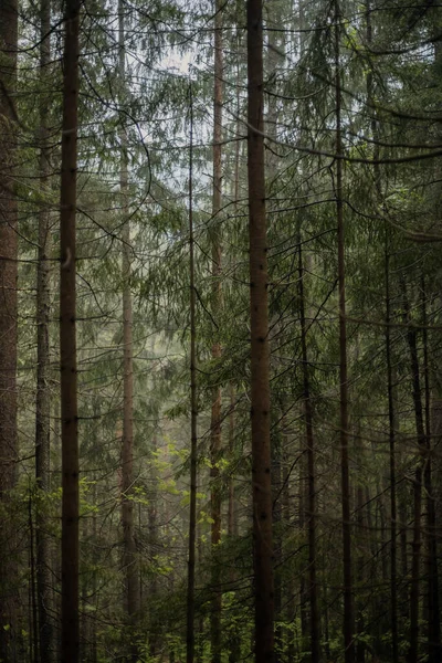 Dennenbos Hellingen Van Een Berg Karpaten Oekraïne Europa Wereld Van — Stockfoto