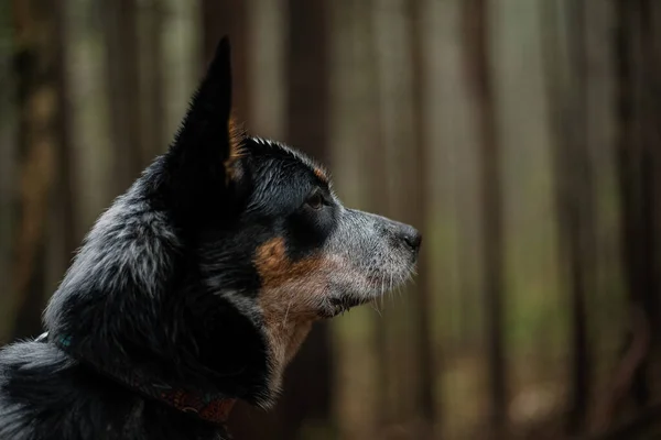 Australian cattle dog in the forest. Hiking dog. Blue heeler dog breed. Carpathian mountains