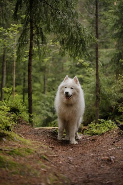 Samoyed dog in the forest. Hiking dog. Carpathian mountains