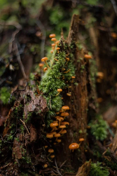 在森林里的苔藓绿苔舒缓质感 — 图库照片
