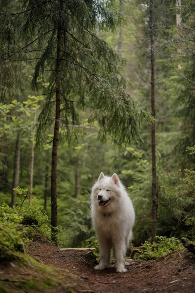 在森林里养了一条萨摩亚狗 徒步旅行的狗喀尔巴阡山脉 — 图库照片