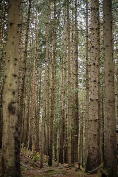 Dennenbos Hellingen Van Een Berg Karpaten Oekraïne Europa Wereld Van — Stockfoto