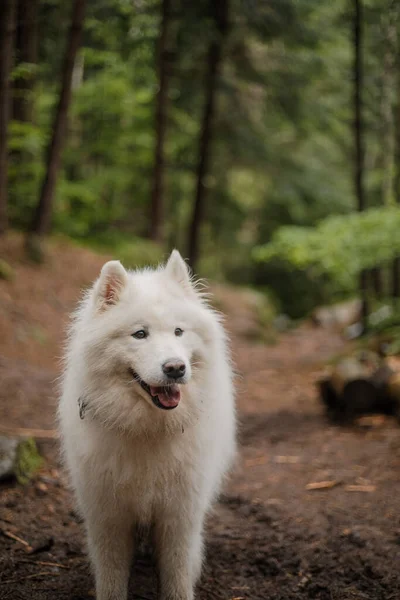 Samoyed dog in the forest. Hiking dog. Carpathian mountains