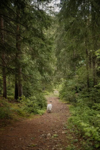 Samoyed Hond Het Bos Een Wandelende Hond Karpaten — Stockfoto