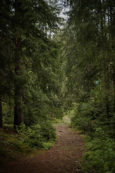 Dennenbos Hellingen Van Een Berg Karpaten Oekraïne Europa Wereld Van — Stockfoto