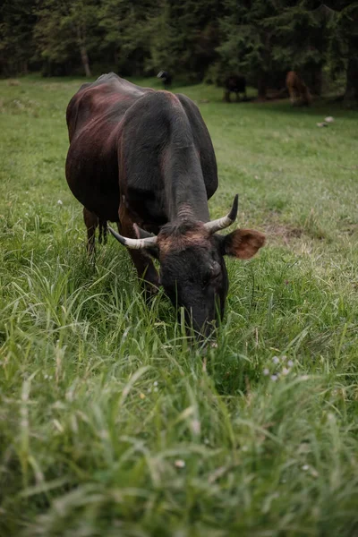 Cow Cattle Pen Farm Animal Husbandry — Stock Photo, Image