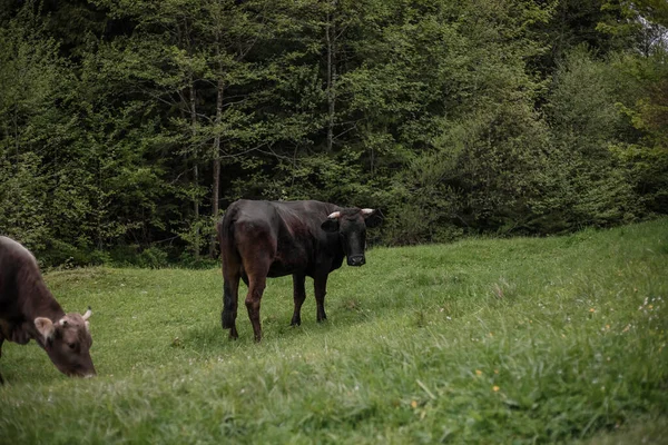 Cow in cattle pen on farm. Animal husbandry