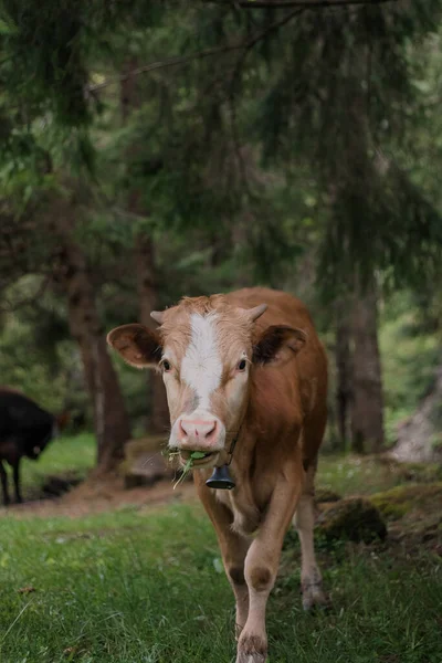 Cow in cattle pen on farm. Animal husbandry