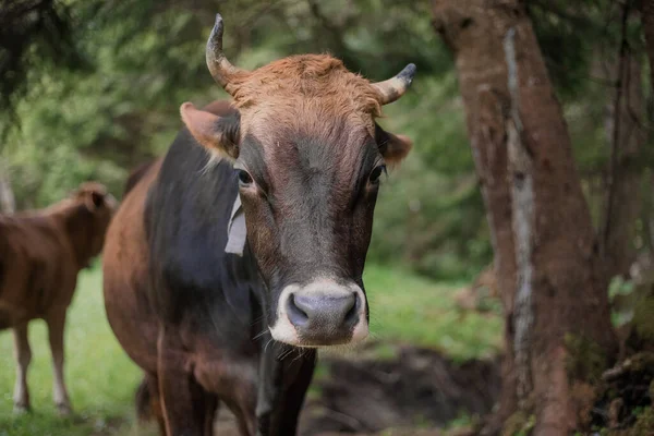 Cow Cattle Pen Farm Animal Husbandry — Stock Photo, Image