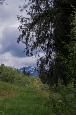 Dağlar manzara, manzara. Baharda Ukrayna 'daki Karpat Dağları. Hoverla