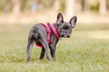 Parkta pembe yakalı şirin bir Fransız bulldog köpeği. Güzel köpek.