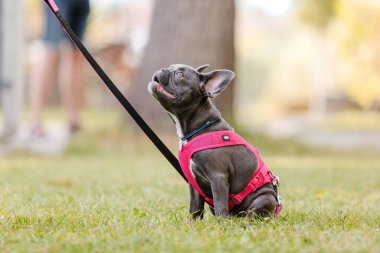 Parkta pembe yakalı şirin bir Fransız bulldog köpeği. Güzel köpek.