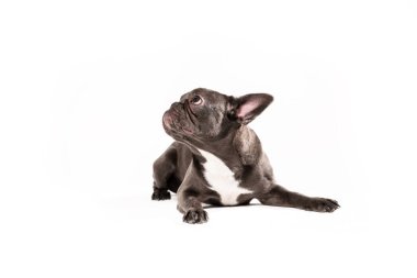 Beyaz üzerine izole edilmiş komik bir köpek. Fransız bulldog