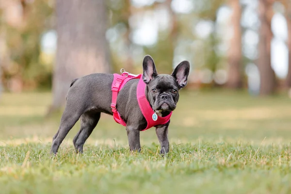 Cute French Bulldog Puppy Pink Collar Park Pretty Dog — Stock Photo, Image