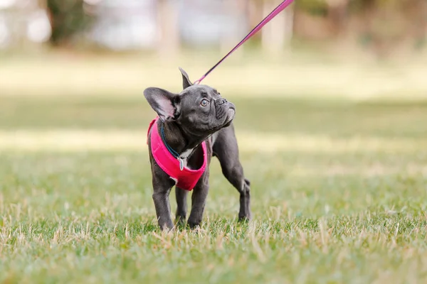 Маленький Французький Щеня Бульдог Рожевому Комірі Парку Гарний Собака — стокове фото