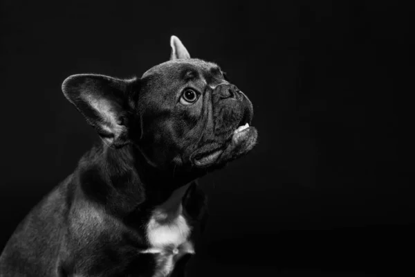 Portrait of a black french bulldog on a black background