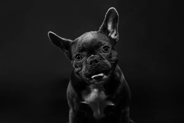 Siyah Bir Arka Planda Siyah Bir Fransız Bulldog Portresi — Stok fotoğraf