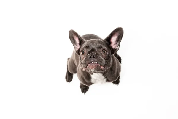 Дивний Собака Ізольований Білому Французький Бульдог — стокове фото