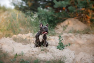 Mavi Fransız bulldog. Şirin köpek.