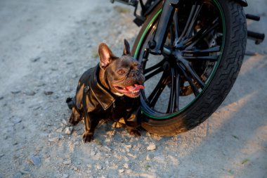 Motosikletli Fransız bulldog. Şık köpek. Moda hayvanı.
