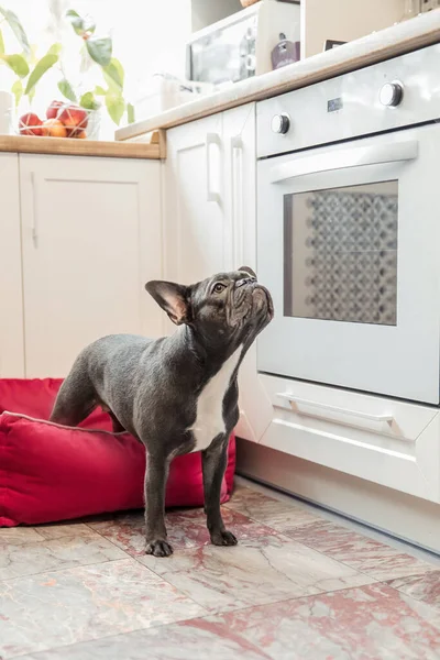 French bulldog indoor. Pet at home. Cute dog