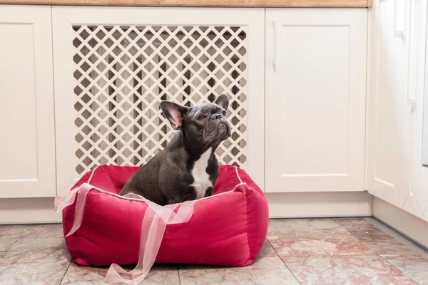 French bulldog indoor. Pet at home. Cute dog