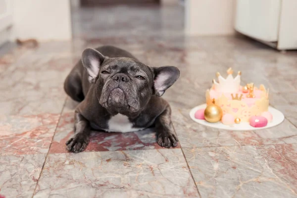 Γενέθλια Σκύλου Γαλλικό Μπουλντόγκ Τούρτα Γενεθλίων Χρόνια Πολλά — Φωτογραφία Αρχείου