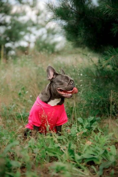 Blauwe Franse Buldog Leuke Hond — Stockfoto