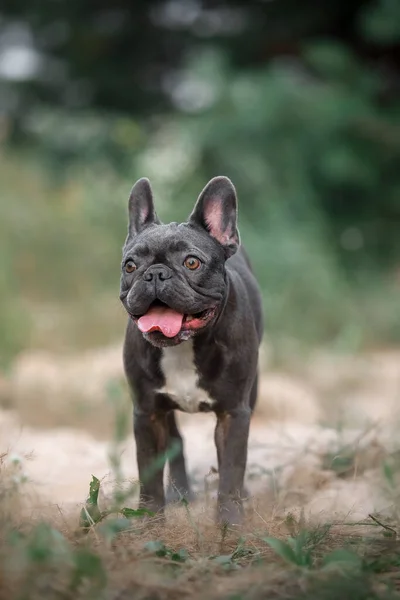 ブルーフランスのブルドッグ かわいい犬 — ストック写真