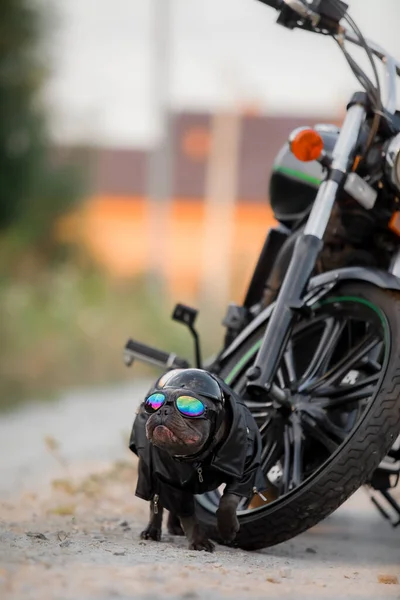 オートバイとフランスのブルドッグ スタイリッシュな犬 ファッションペット — ストック写真