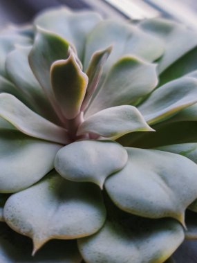 Deniz mavisi kaktüsünü kapatın. Teal kaktüsü yaprakları. Gelgit suyu yeşili arka plan. Kaktüs desenli duvar kağıdı. Lezzetli bitki örnekleri. Lezzetli yaprakların ayrıntıları. Çiçek açan sulu.