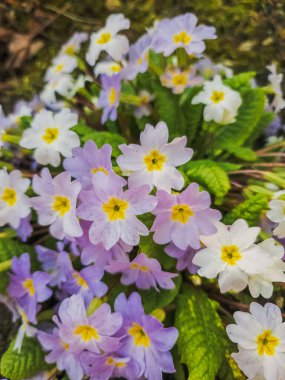 Pembe çiçekler (Primula vulgaris) ormanda bahar