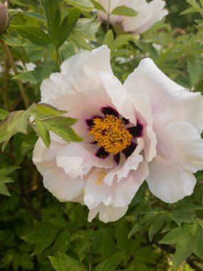 Yarı beyaz şakayık dalı (Paeonia suffruticosa, bitki olarak bilinen Paeonia rockii)).